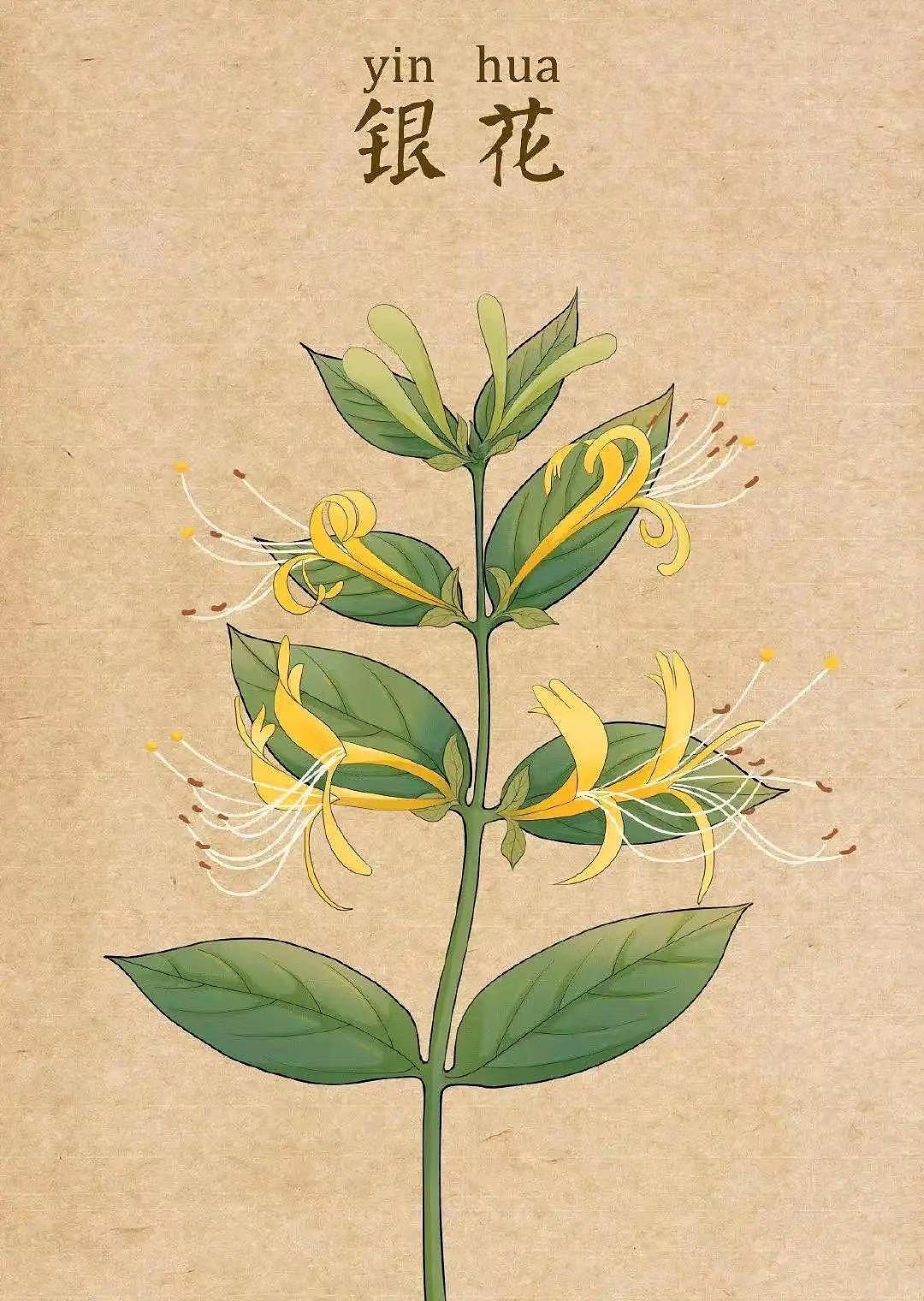 中药插画（图ZMzQ1MDUwNjg0） - 艺术插画 - 站酷设计师龙龍Wsl原创素材 - 站酷ZCOOL