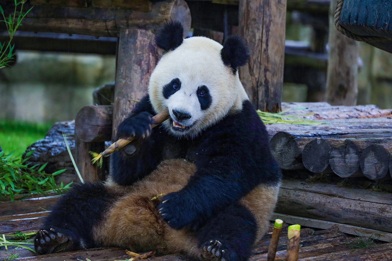埋汰的大熊猫