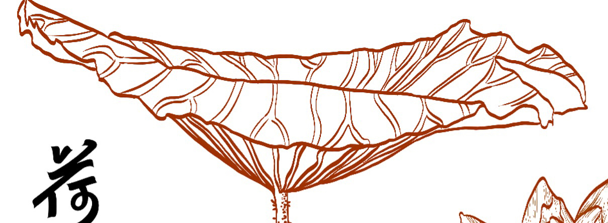 夏天池塘里的荷花🪷又要开了