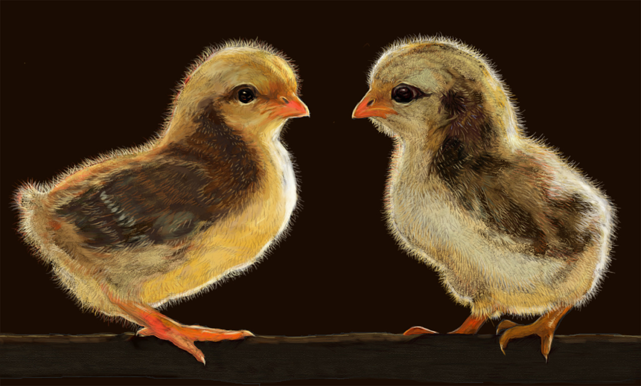 最近又画了好多小鸡,喜欢这毛茸茸的感觉!