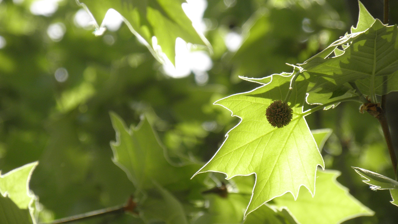 4月份的梧桐褪尽了秋冬的旧装,换上了嫩嫩的绿绿的小叶子