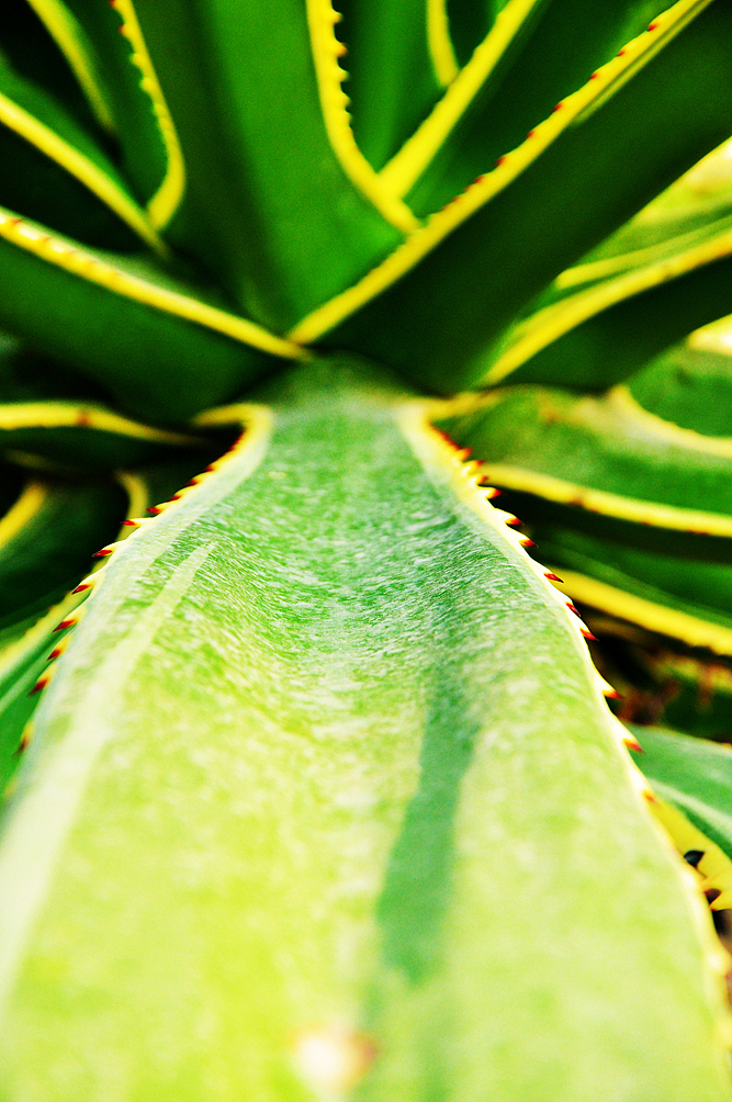 换个角度看芦荟