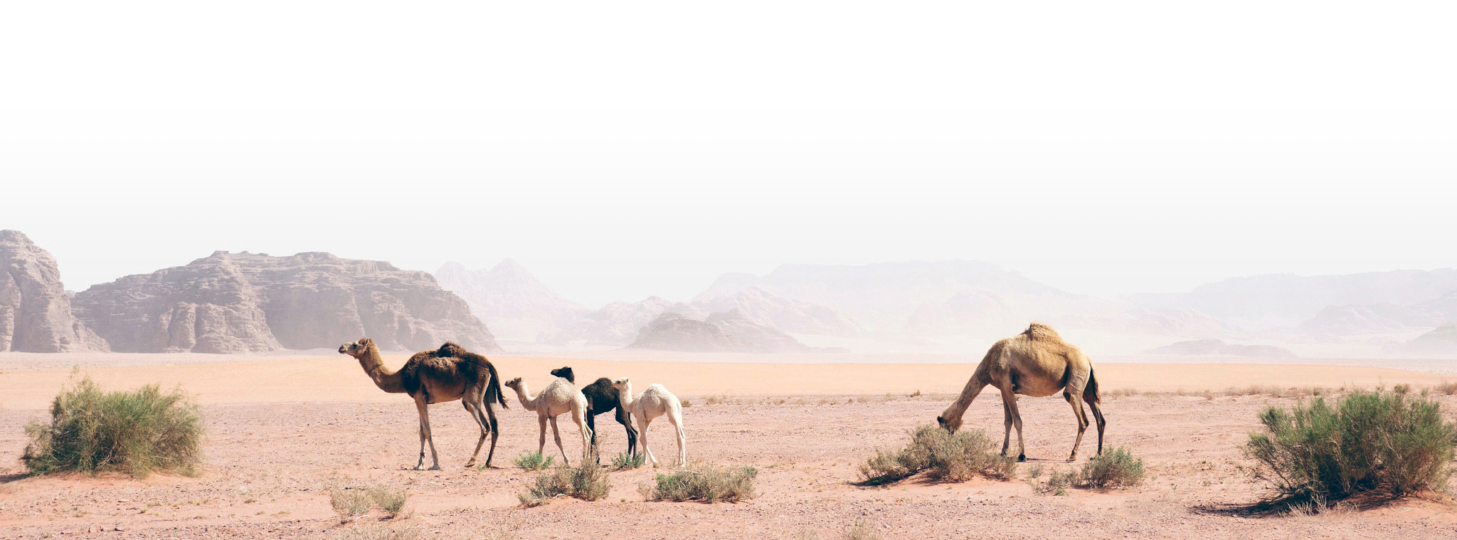 白雪_十六的个人主页（封面预览） - 主页封面设置 - 站酷设计师白雪_十六原创素材 - 站酷ZCOOL