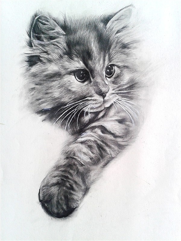 猫（图ZMTkyODcwMjg=） - 创作习作 - 站酷设计师纪祥1991原创素材 - 站酷ZCOOL