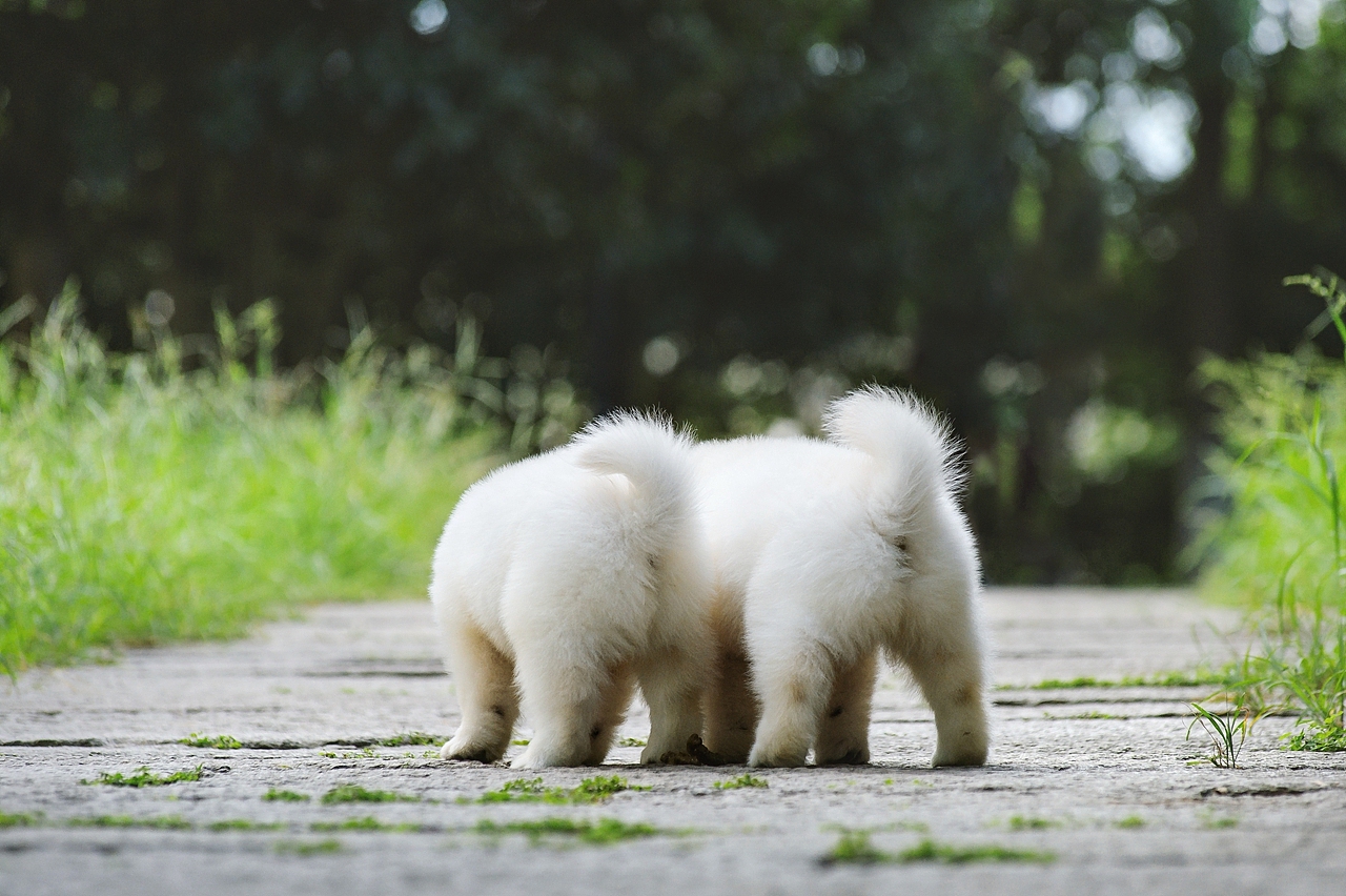 【均木纪实宠物摄影】记,一群松萨的奶汪们第一次郊游