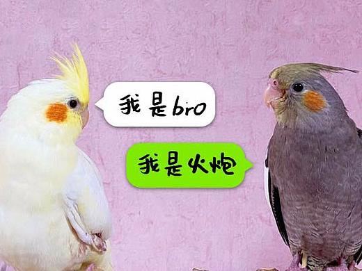 玄凤鹦鹉微信表情包 《波炮第一弹》上线啦~