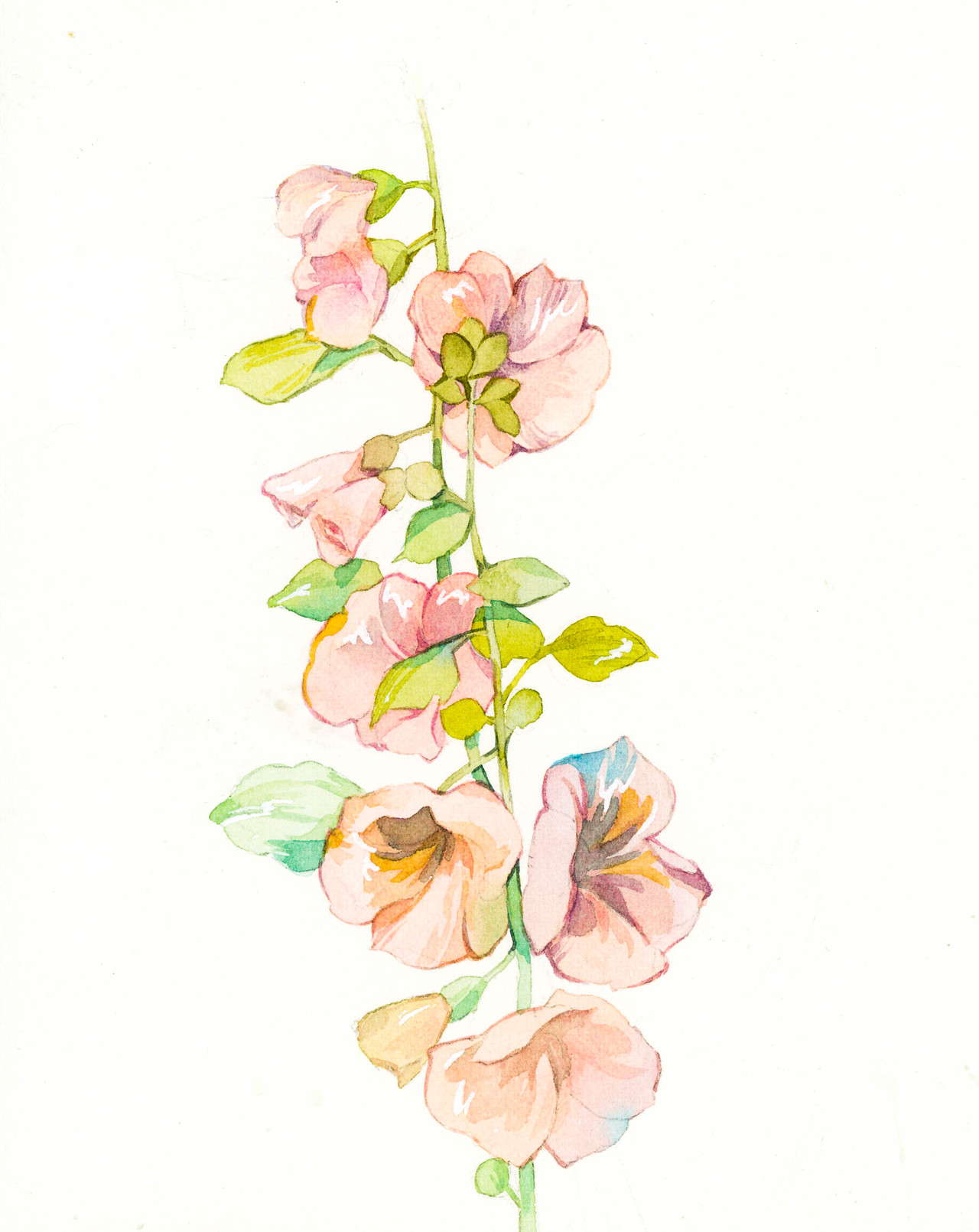 花卉小想法们系列2