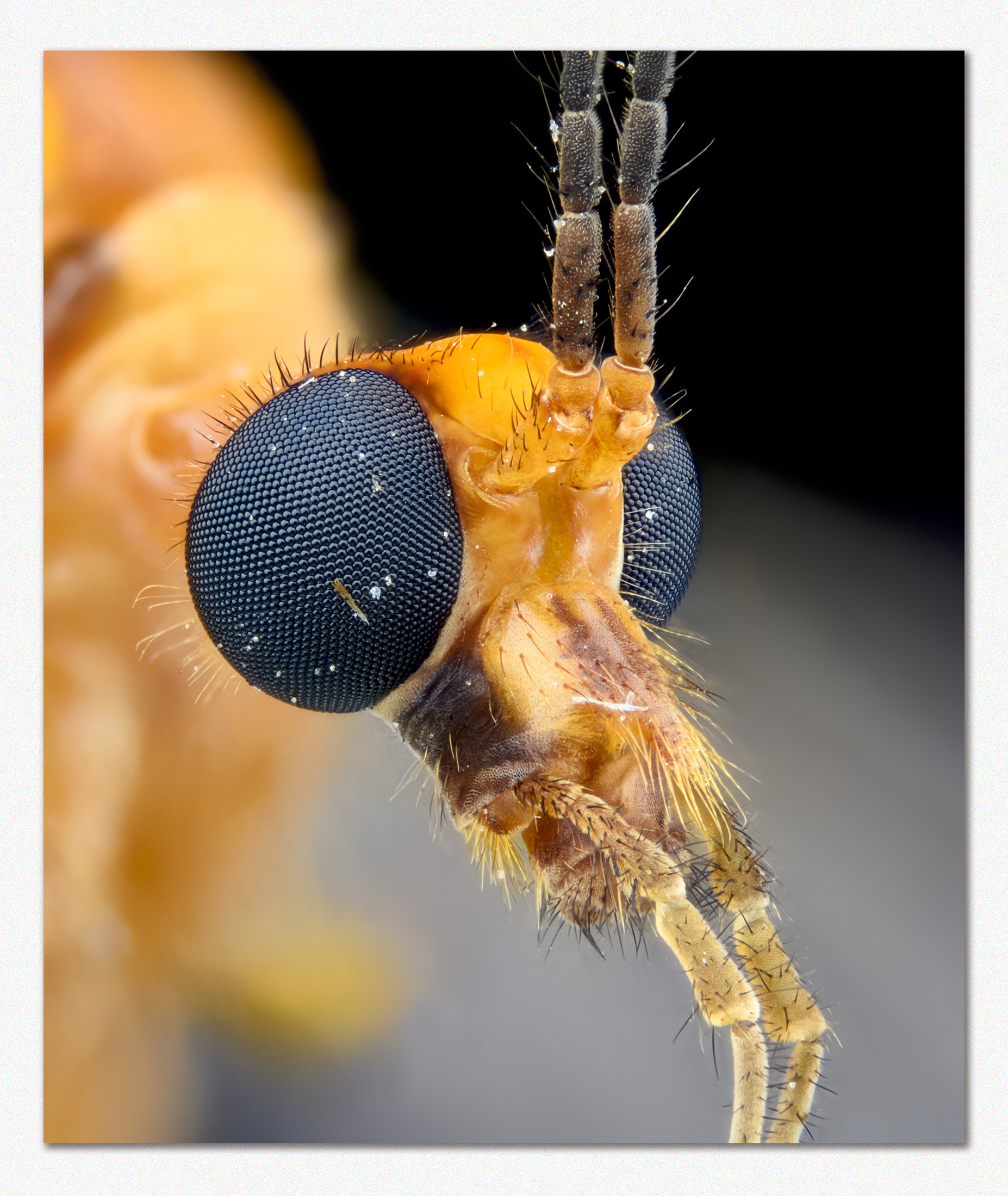 一组视觉冲击,超微堆叠片|摄影|微距|深圳瓜哥 - 原创作品 - 站酷