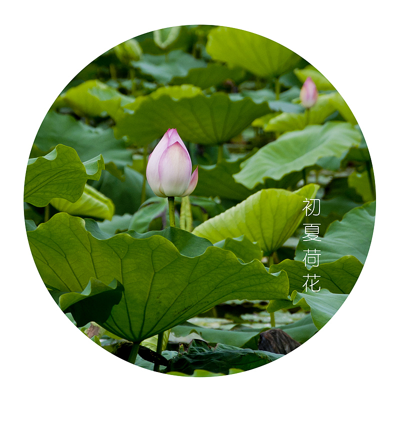 初夏荷花（图ZMTYyODYzMjQ=） - 风光摄影 - 站酷设计师胡琦原创素材 - 站酷ZCOOL