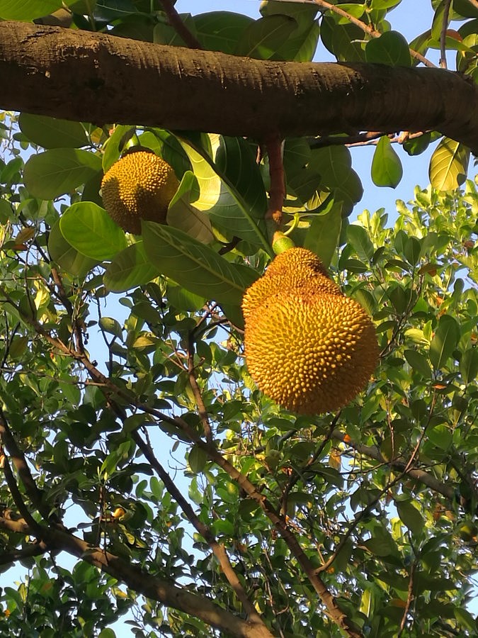 阳光下金色的木菠萝(君武路木菠萝大道)