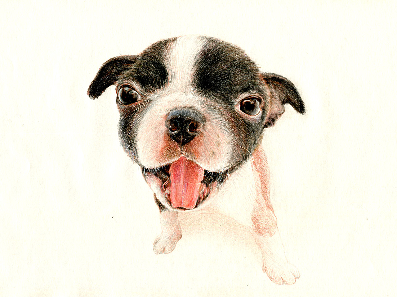彩铅狗狗——波士顿梗犬（图ZMzU5NDk2NDQ=） - 绘画 - 站酷设计师箐莜菲菲原创素材 - 站酷ZCOOL