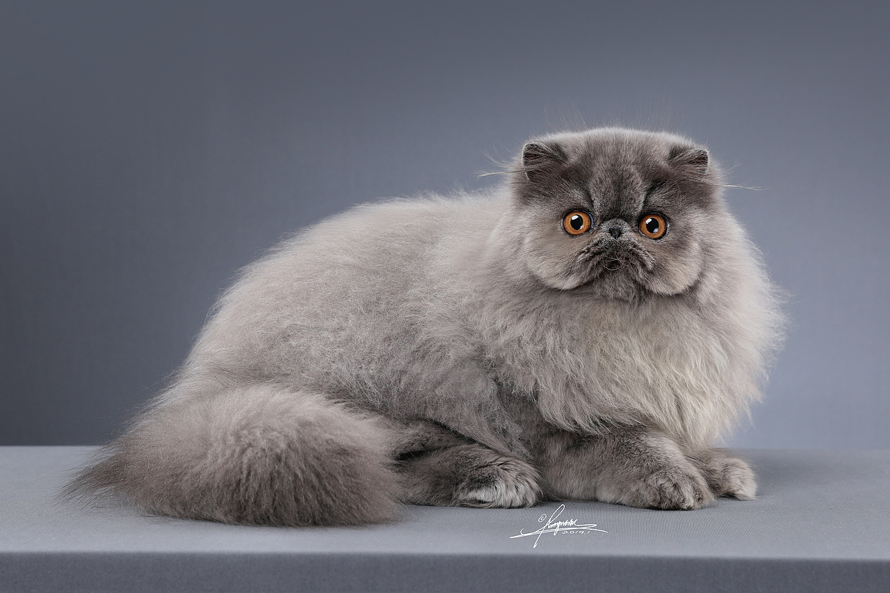 波斯猫AMYWORKS,拍摄于四川·成都