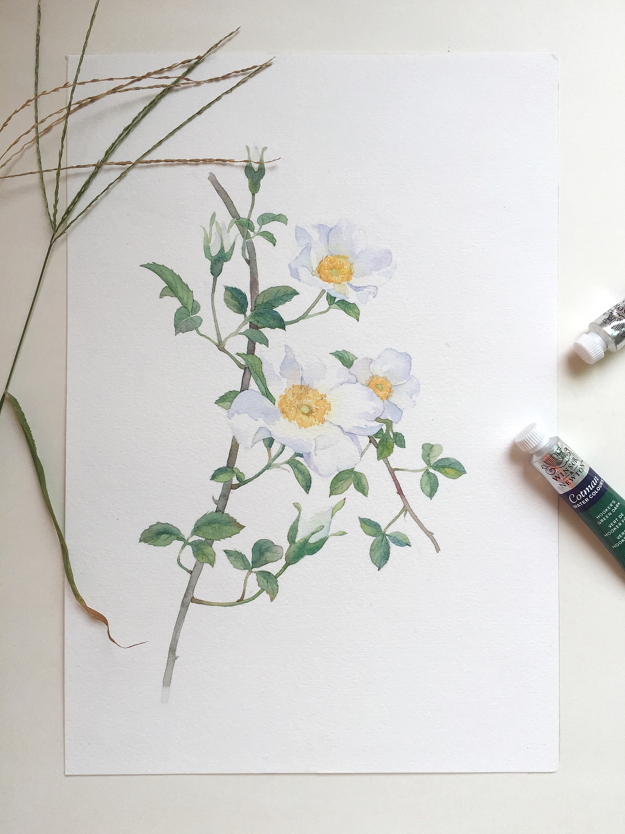 原创水彩画 水彩花卉 蔷薇