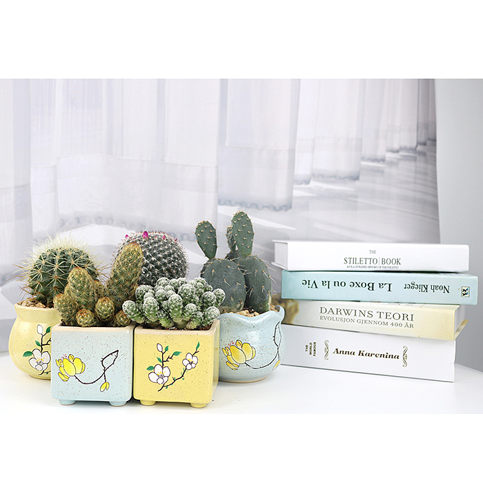 仙人掌-绿植-植物（图ZMTQyNzk1ODcy） - 产品摄影 - 站酷设计师糖少爷原创素材 - 站酷ZCOOL