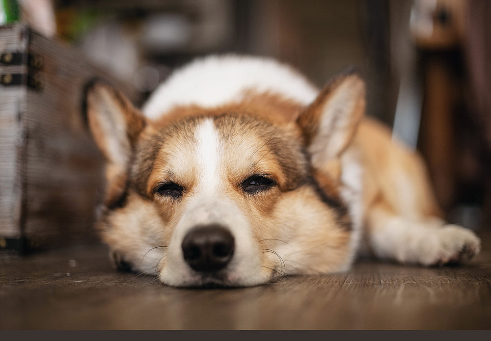 柯基可骑四岁生日纪念照片（图ZMTk5OTE0ODky） - 宠物摄影 - 站酷设计师佳佳与可骑原创素材 - 站酷ZCOOL