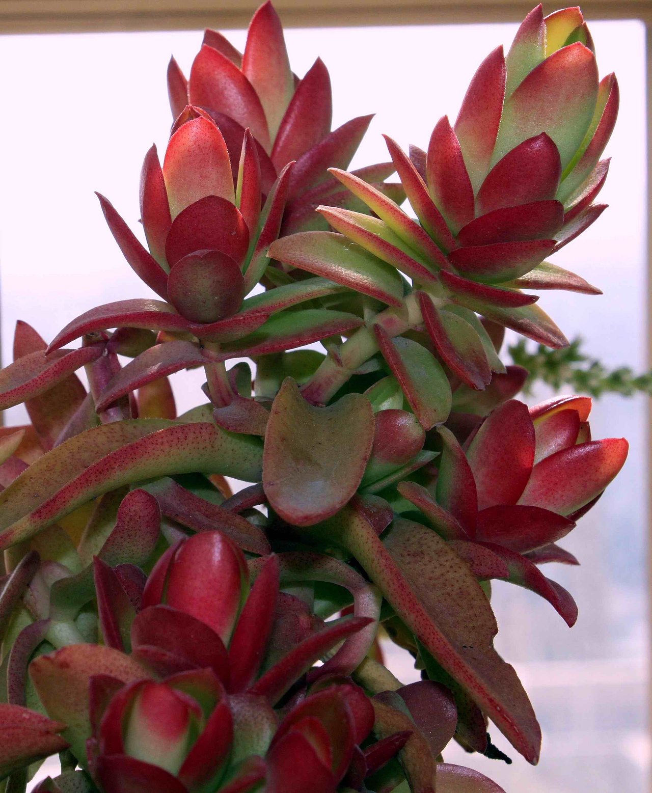 渐入佳境的多肉