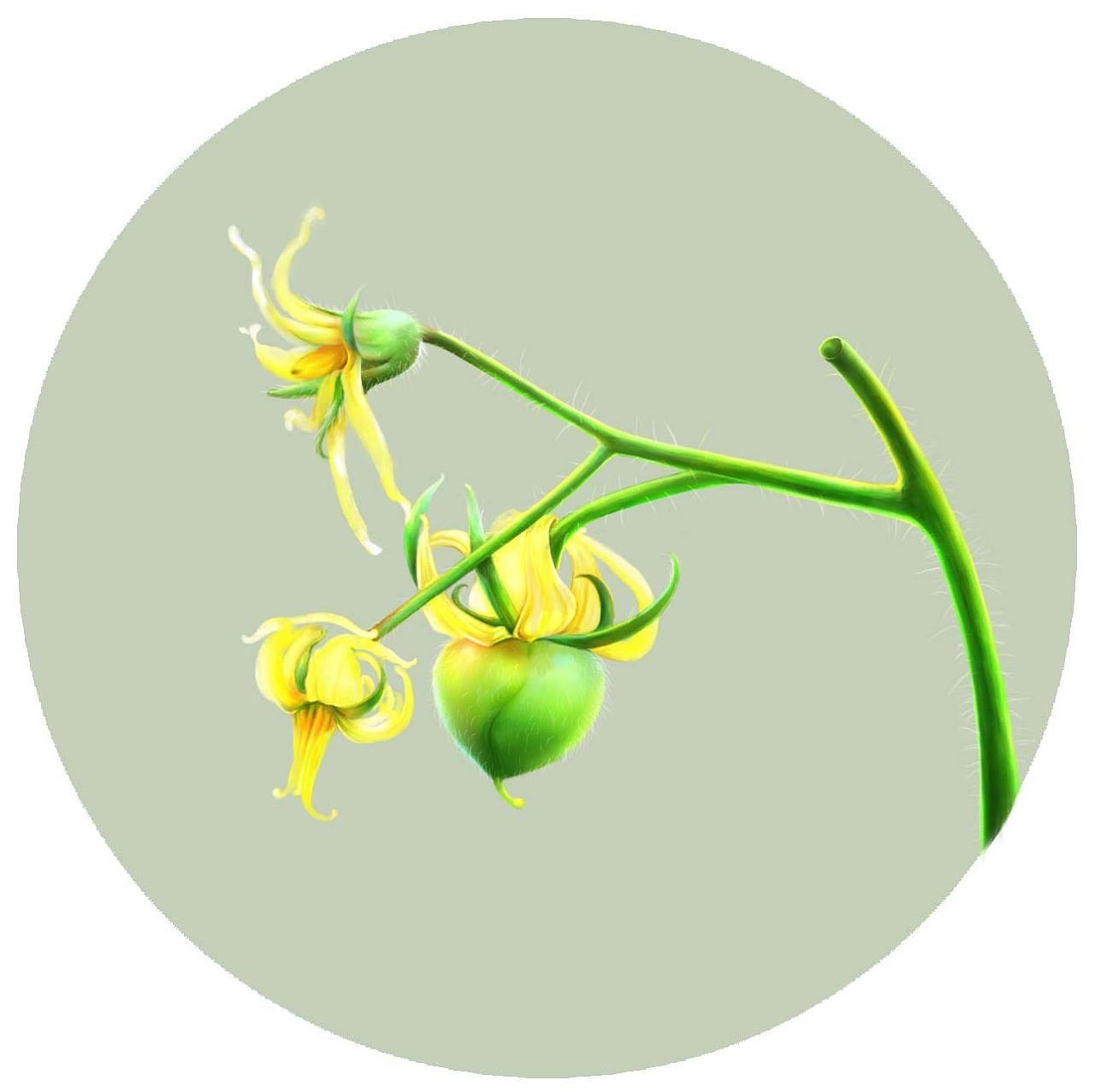 手绘蔬菜—番茄