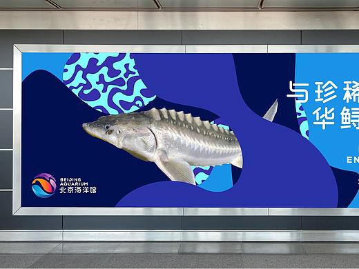 探索海洋奇迹，北京海洋馆品牌重塑
