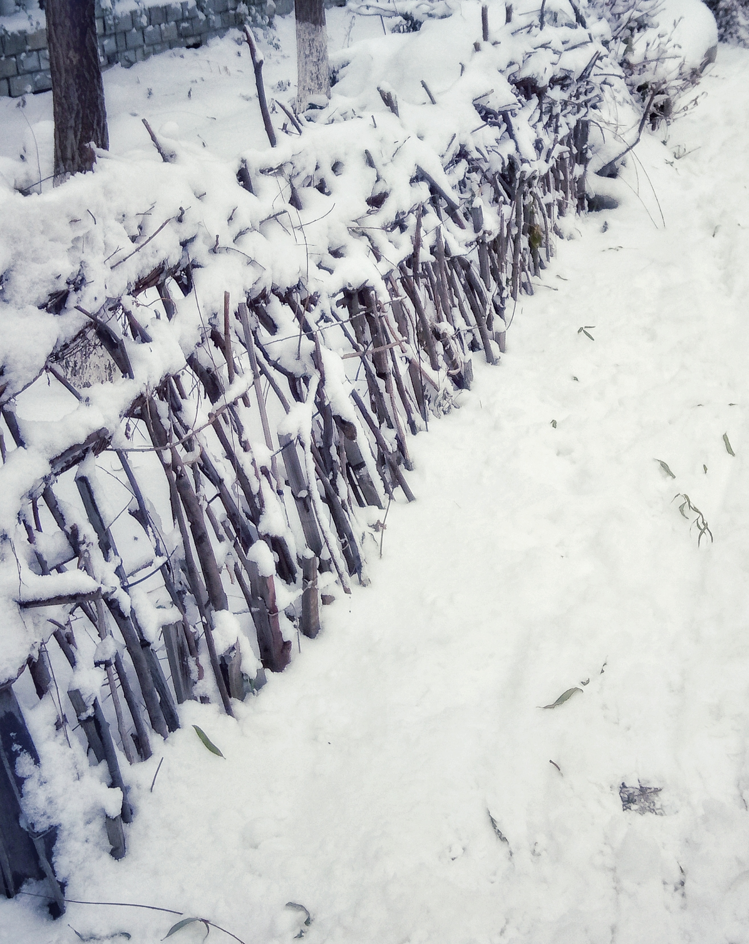 雪中篱笆墙