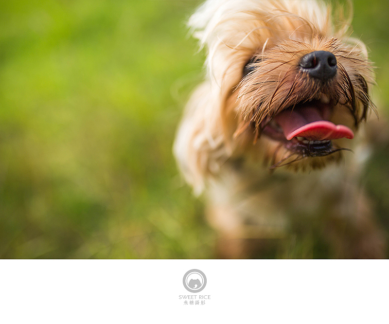 夏至天好 出门遛娃（图ZNTExMzQ2NjA=） - 宠物摄影 - 站酷设计师挂糖原创素材 - 站酷ZCOOL