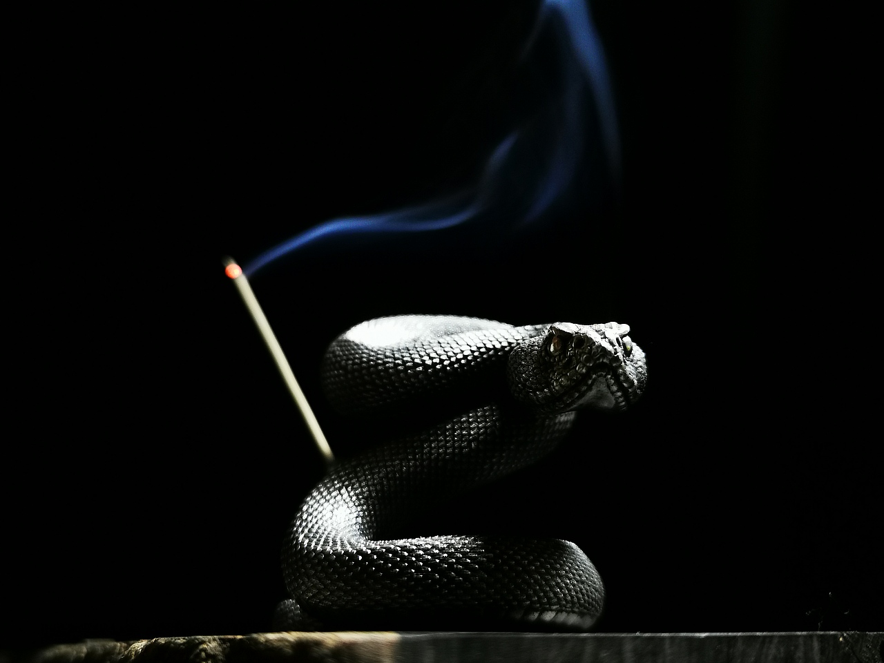 响尾蛇“不一样的香插”