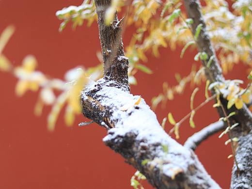 雪天的红墙
