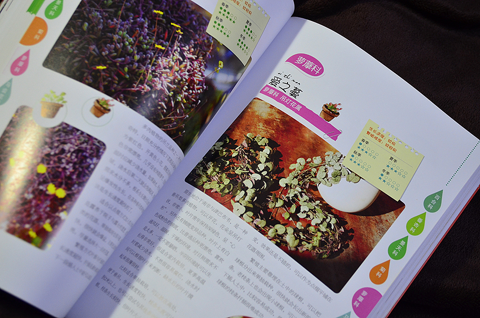 新做的书，和二木一起玩多肉（图ZMTAyOTA3Mjg=） - 书籍/画册 - 站酷设计师丫丫Design原创素材 - 站酷ZCOOL