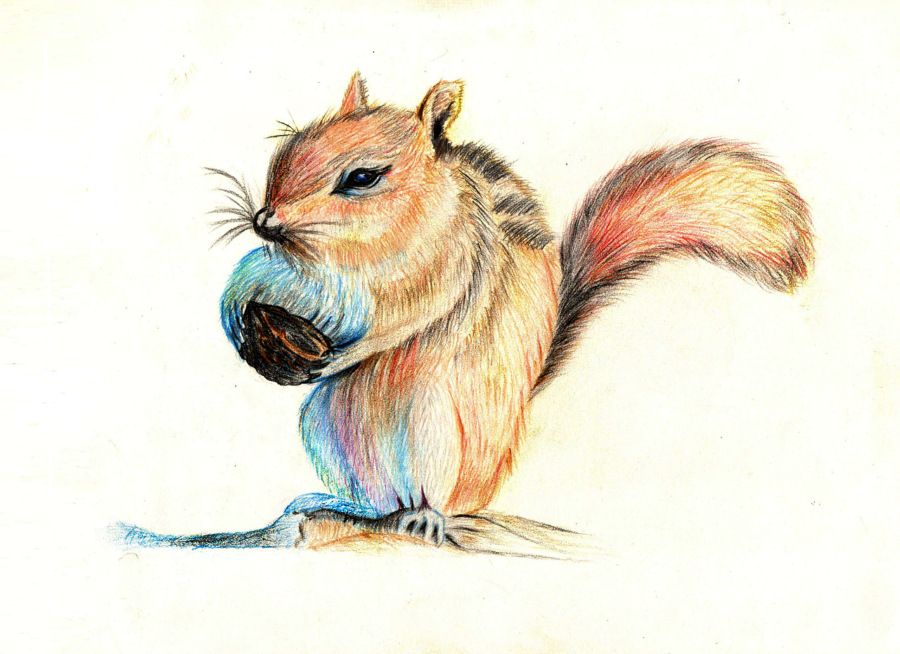 【彩铅立绘】一只小松鼠|插画|创作习作|一盒火柴 - 原创作品 - 站酷 (ZCOOL)