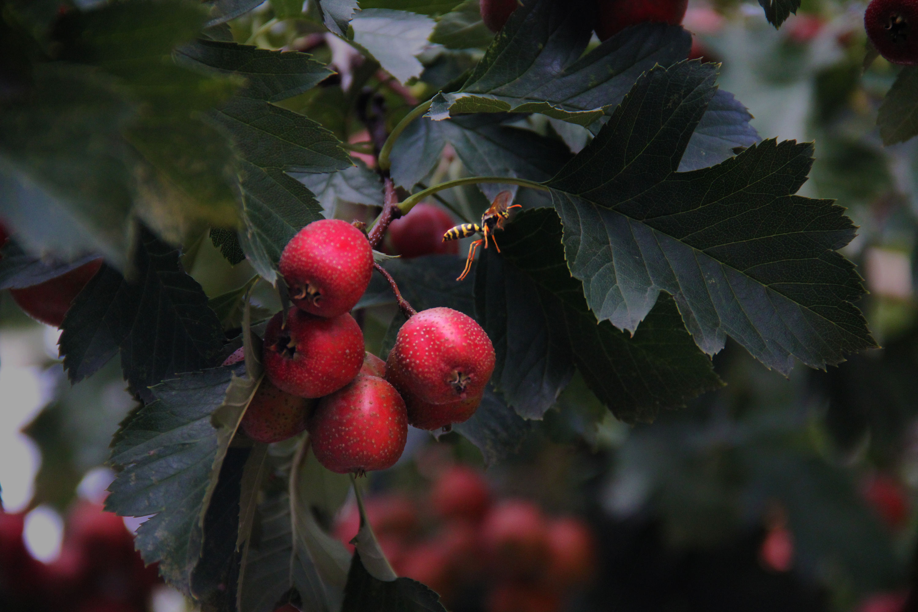 《 那一棵山楂树 》|摄影|生态|王珮光 - 原创作品 - 站酷 (zcool)