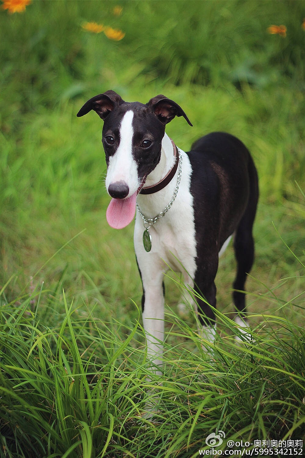 能欣赏惠比特犬这种身材和脸蛋的也不是一般的审美