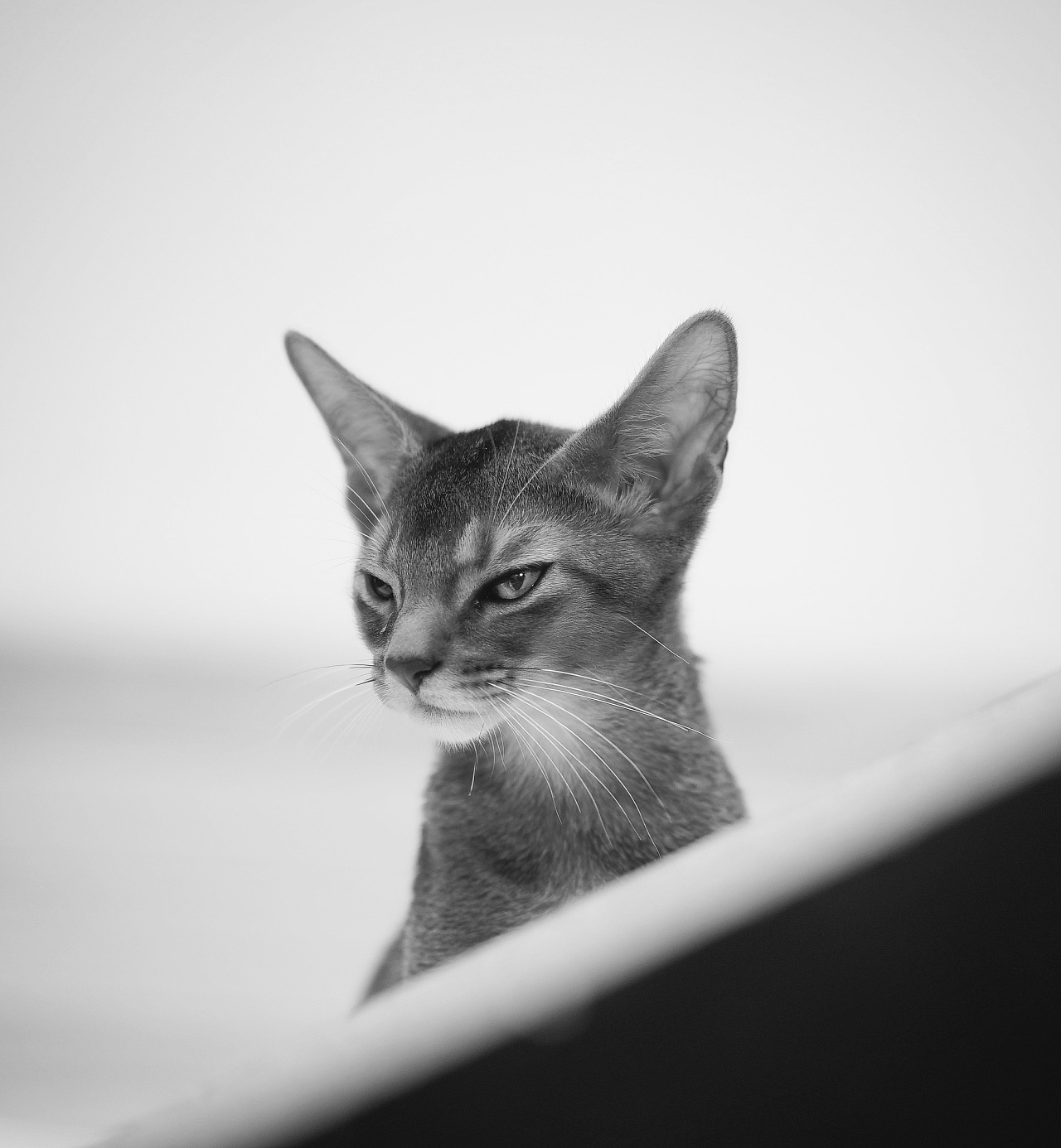 摄影阿比西尼亚猫