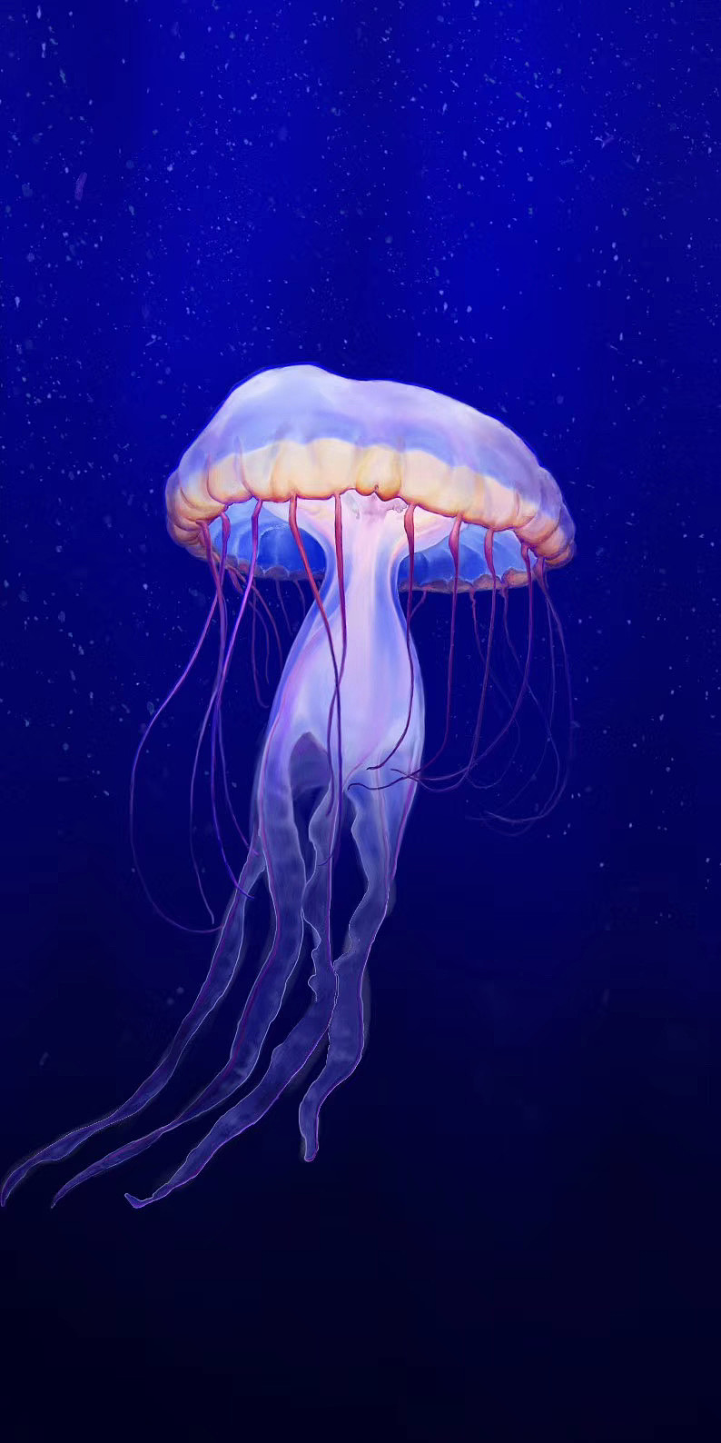 水母厚涂练习_肥宅快乐水o-站酷zcool