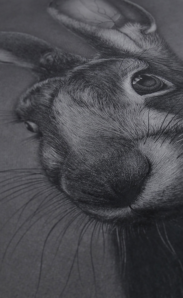 大灰兔（图ZMTg5MzcyNjY0） - 绘画 - 站酷设计师finciel2014原创素材 - 站酷ZCOOL