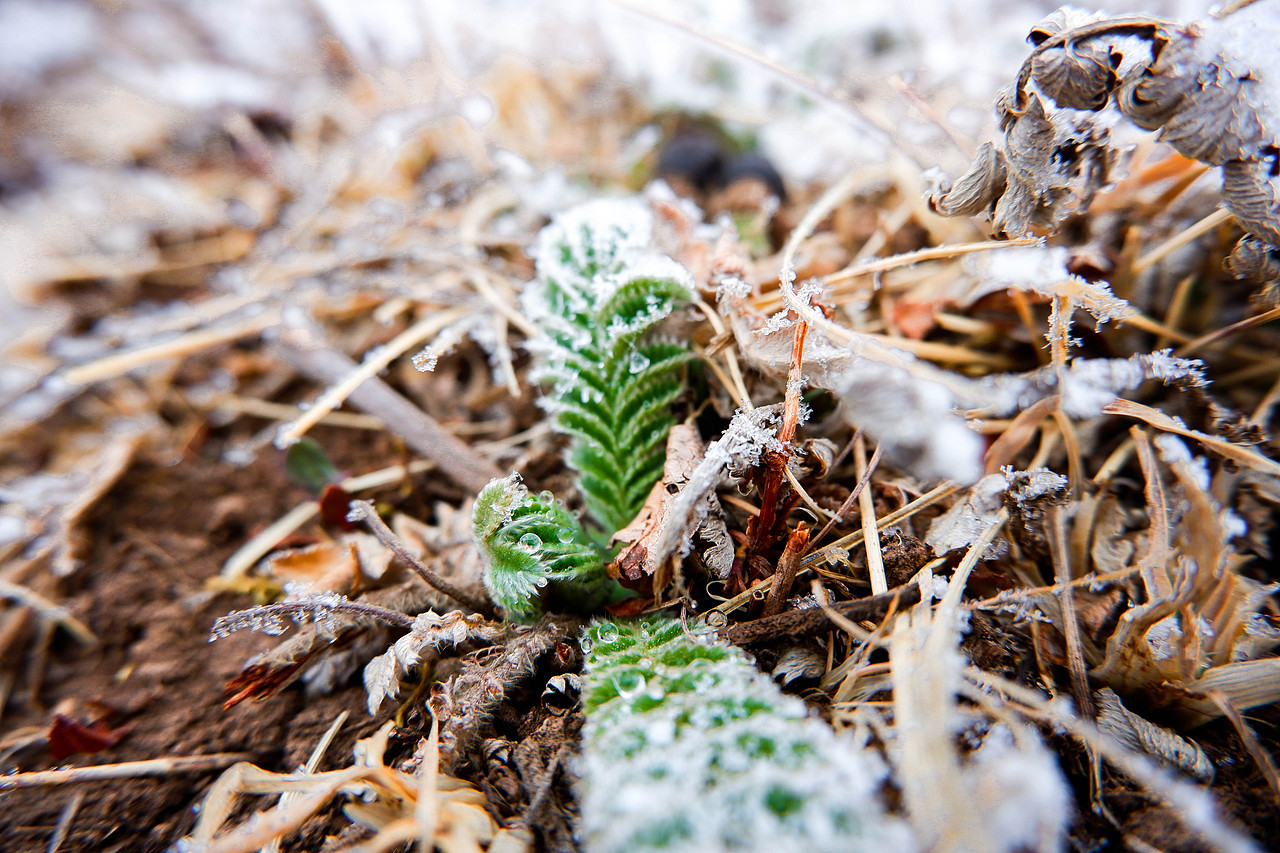 这也是山上的草,绿色的.