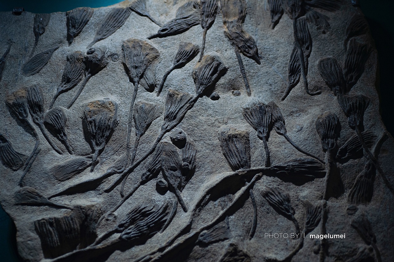 生命起源澄江化石地自然博物馆地球守卫者