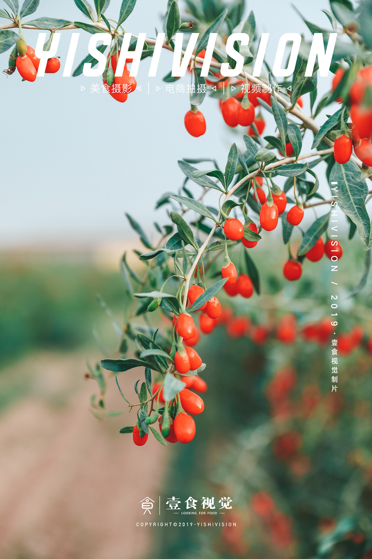 深圳电商摄影百果园枸杞