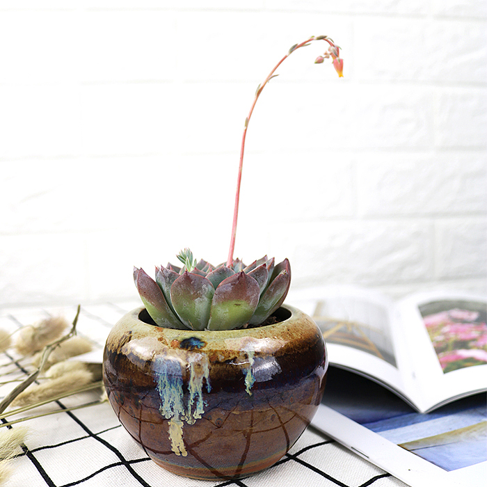 多肉-阿尔巴佳人-绿植植物（图ZMTQyNzk1NTUy） - 产品摄影 - 站酷设计师糖少爷原创素材 - 站酷ZCOOL