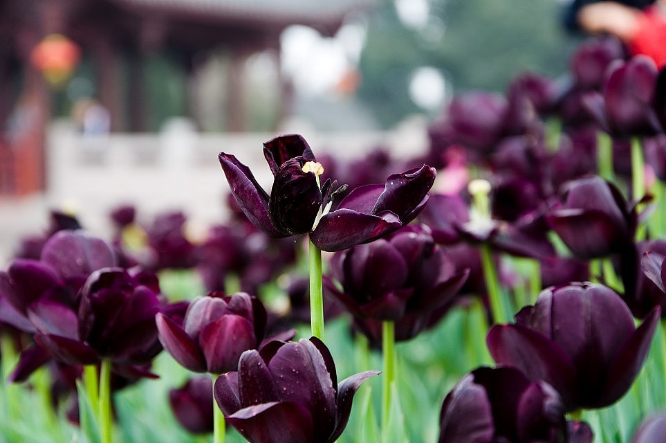 成都 花舞人间风景区（图ZMTYyMjg2ODA=） - 风光摄影 - 站酷设计师爱摄影的少年斌帅原创素材 - 站酷ZCOOL