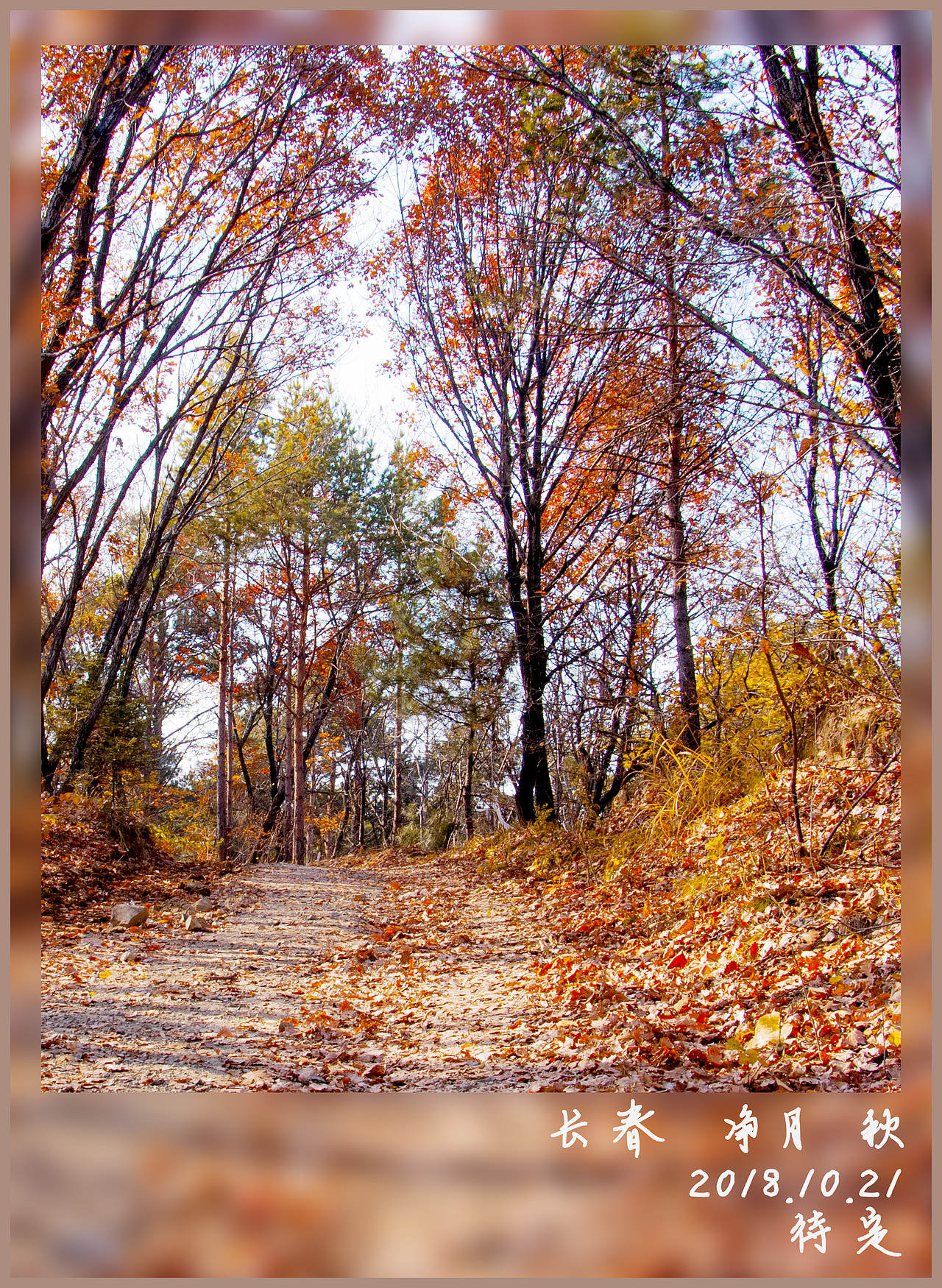 长春 净月 秋