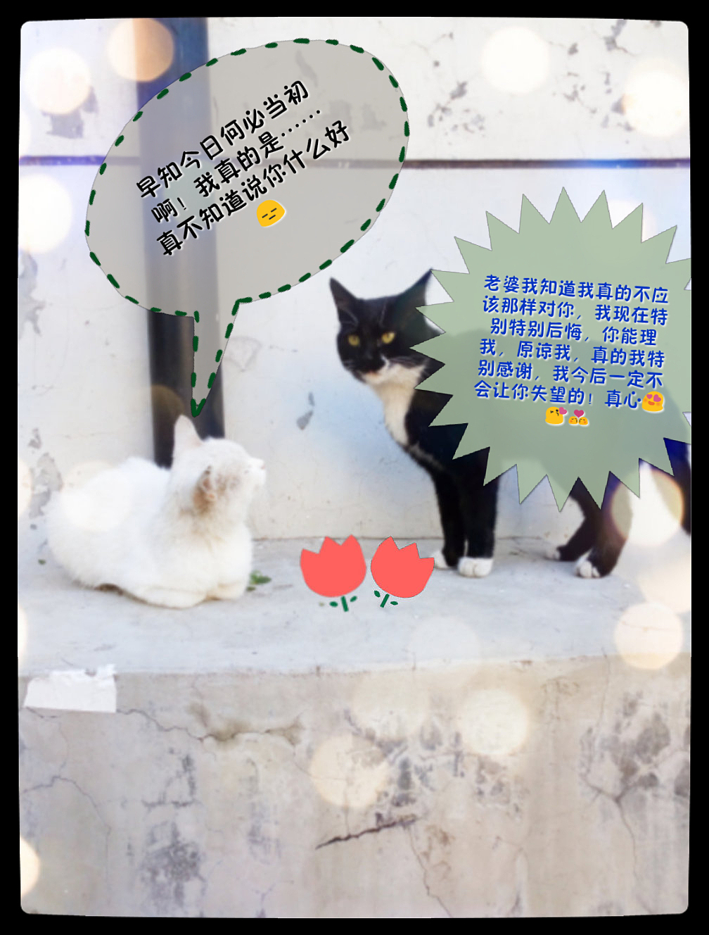 喵星人的世界……（图ZNjQ5OTYyNDA=） - 宠物摄影 - 站酷设计师张张大师原创素材 - 站酷ZCOOL