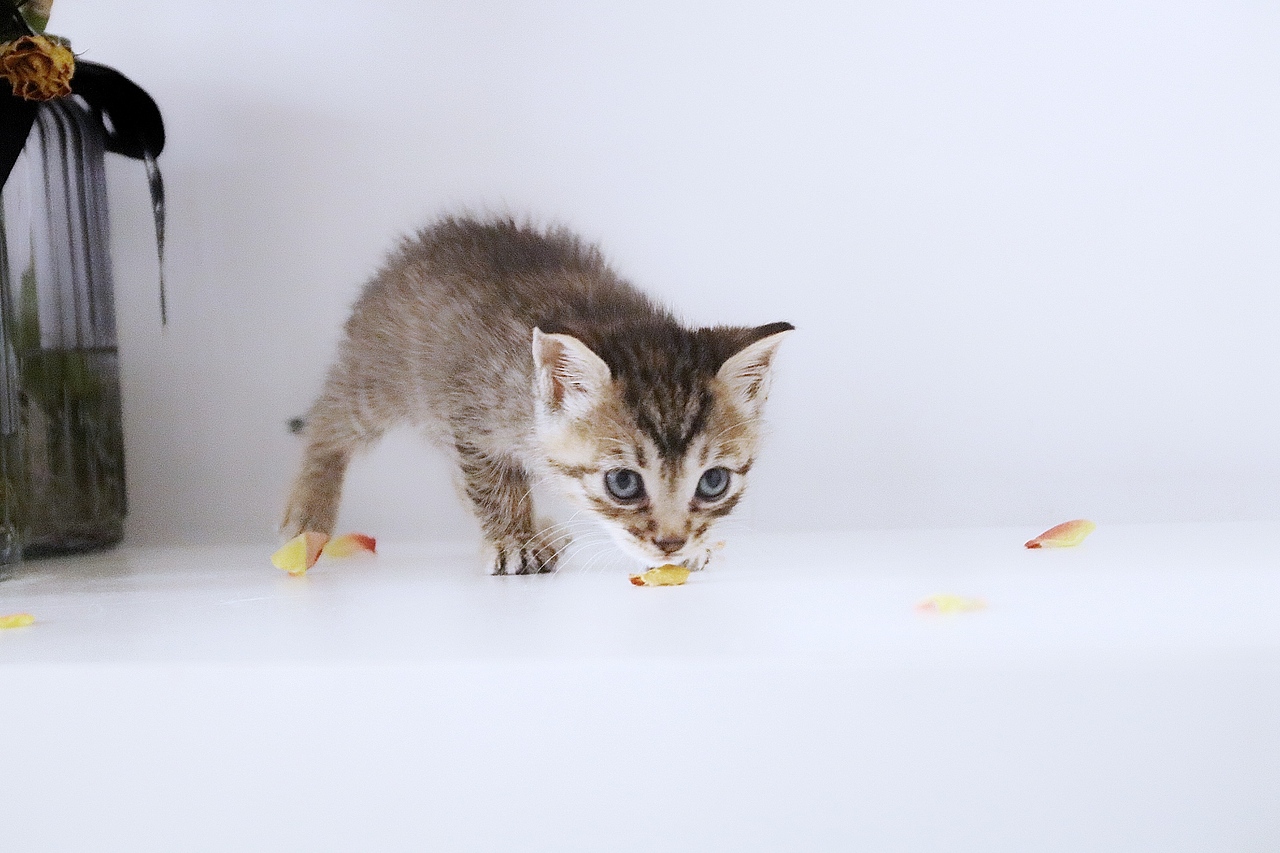 一点妈妈和它的孩子们