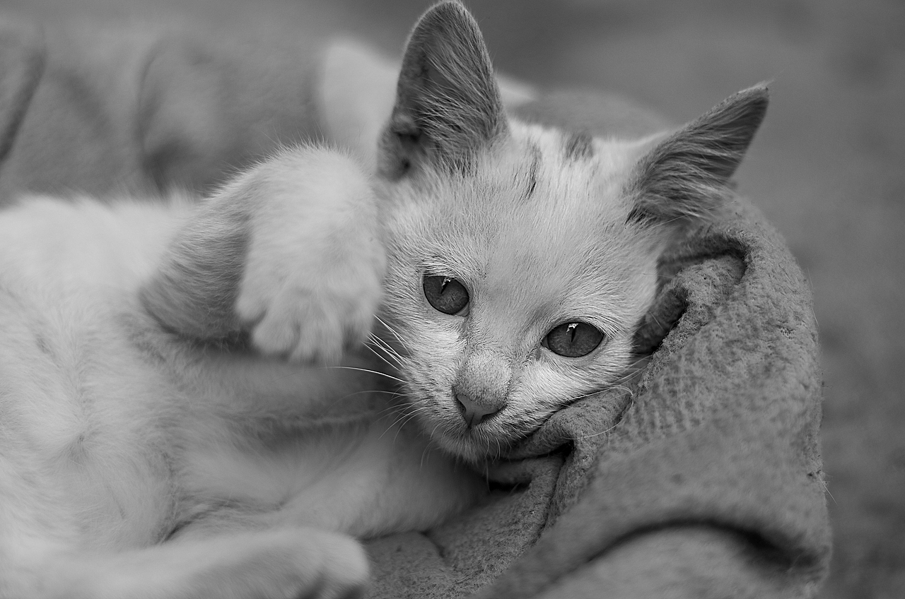 来自乡下的文艺——猫姐(>^ω^<)!!