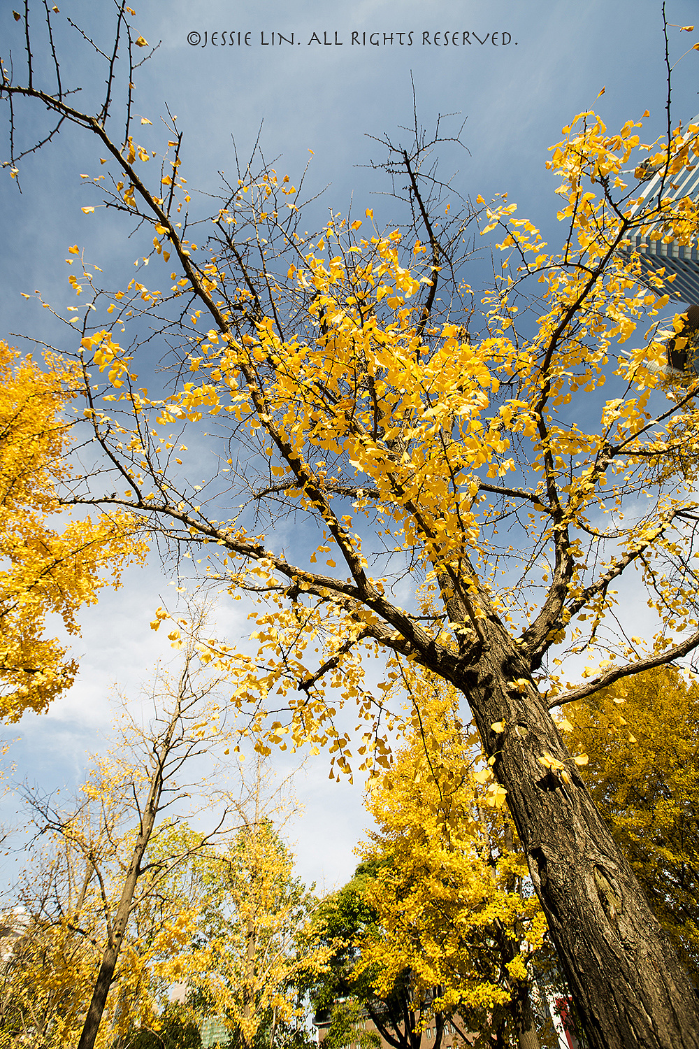 08 上海音乐厅 · 银杏|摄影|人文/纪实摄影|jessie一颗豆子 - 原创