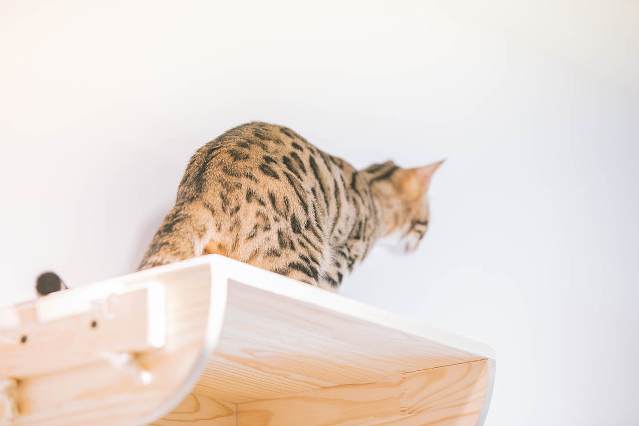 猫咖（图ZNjkyODQ2NDQ=） - 宠物摄影 - 站酷设计师xubin1123原创素材 - 站酷ZCOOL