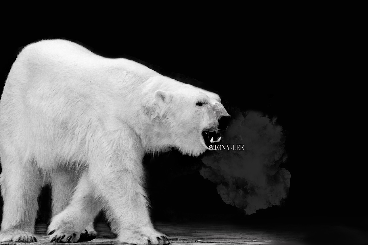 北极熊图片素材-编号13971403-图行天下