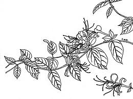 【百草记   白描花卉】