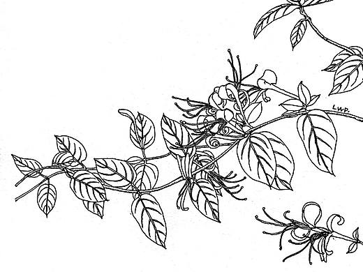 【百草记   白描花卉】