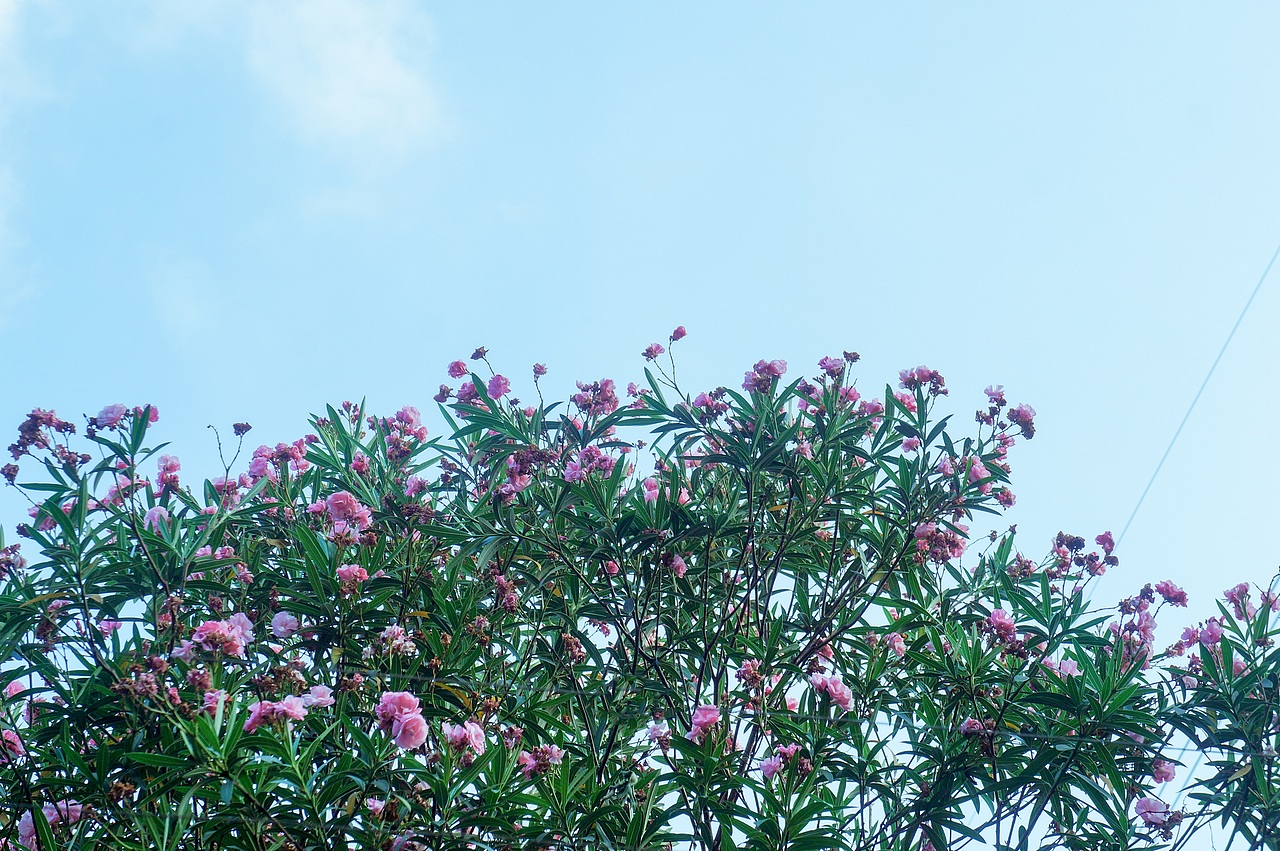 P!NK（圖ZMTA2MTAyMTgw） - 人文/紀(jì)實攝影 - 站酷設(shè)計師正在做任務(wù)原創(chuàng)素材 - 站酷ZCOOL