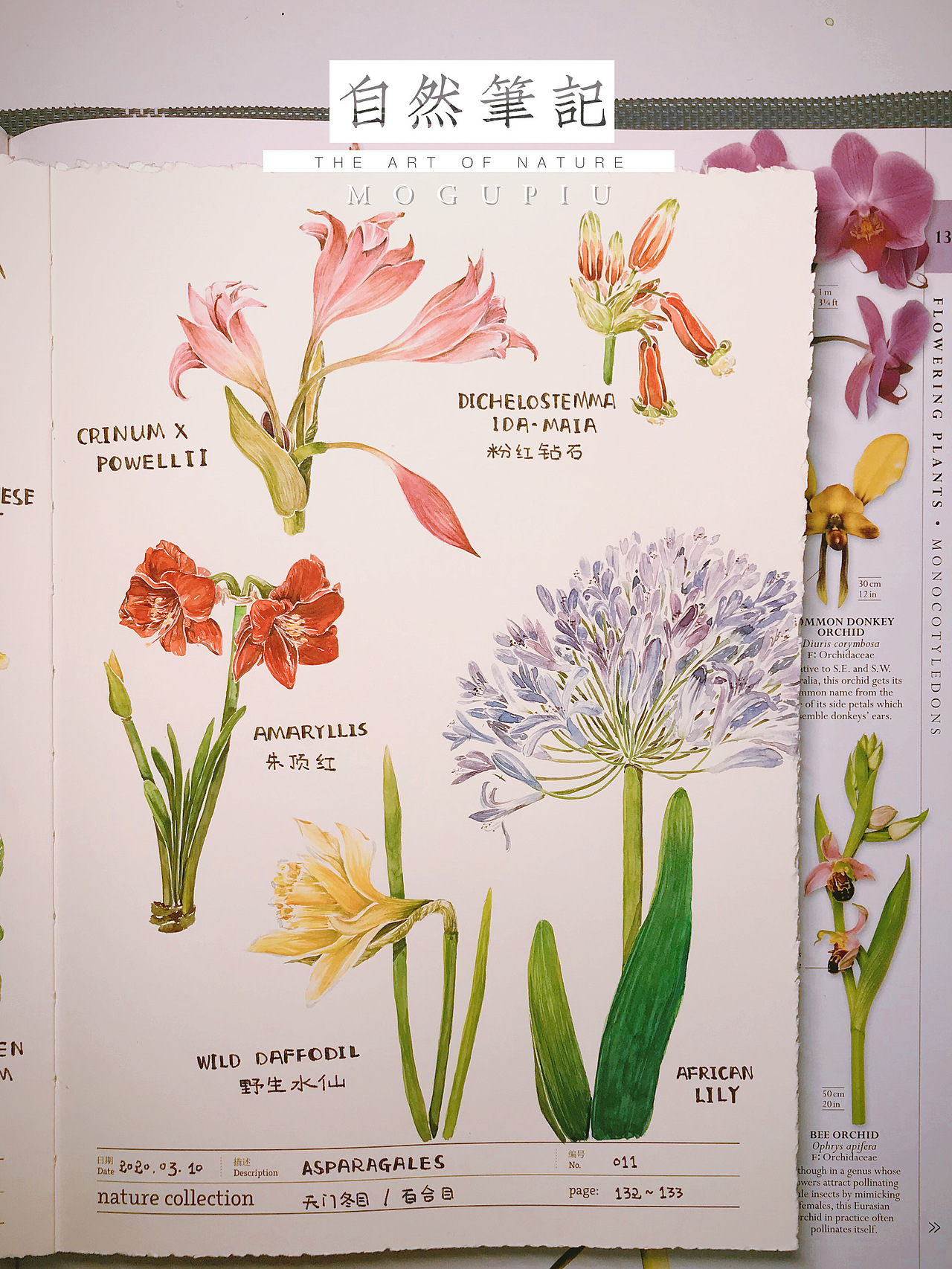 蘑菇PIU的自然笔记 关于春天 关于花开