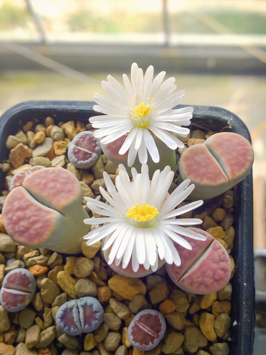 生石花开·flowers of lithops|摄影|产品摄影|eway元吉 - 原创作品